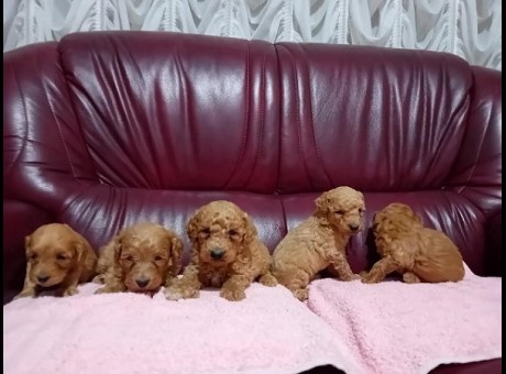 1  maltipoo  g0525.jpg